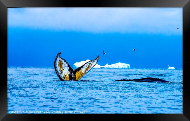 Humpback Whales Tail Water Charlotte Harbor Antarctica Framed Print by William Perry