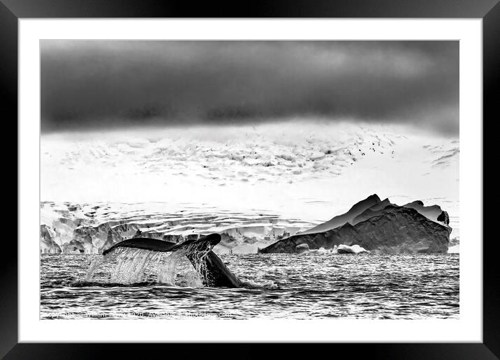 Black and White Humpback Whale Tail Water Charlotte Harbor Antarctica Framed Mounted Print by William Perry