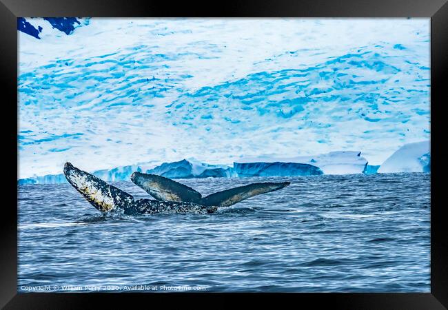 Two Humpback Whales Blue Iceberg Water Charlotte Harbor Antarcti Framed Print by William Perry