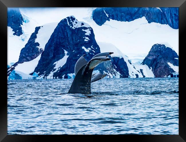 Humpback Whale Tail Water Charlotte Harbor Antarctica Framed Print by William Perry