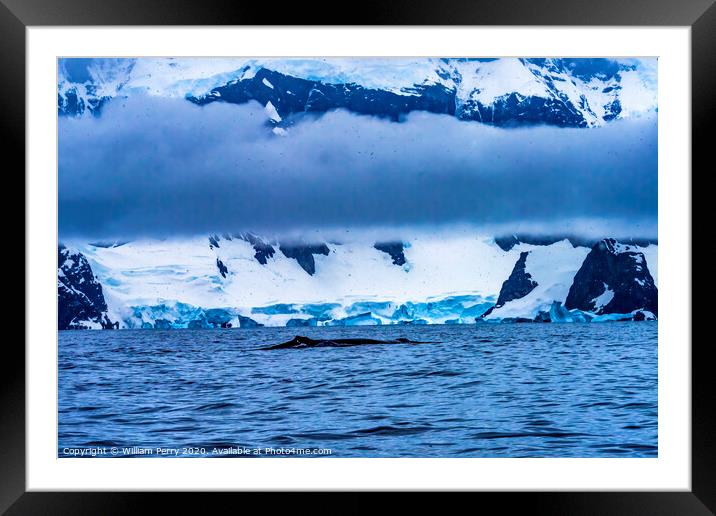 Snowing Humpback Whale Charlotte Harbor Antarctica Framed Mounted Print by William Perry