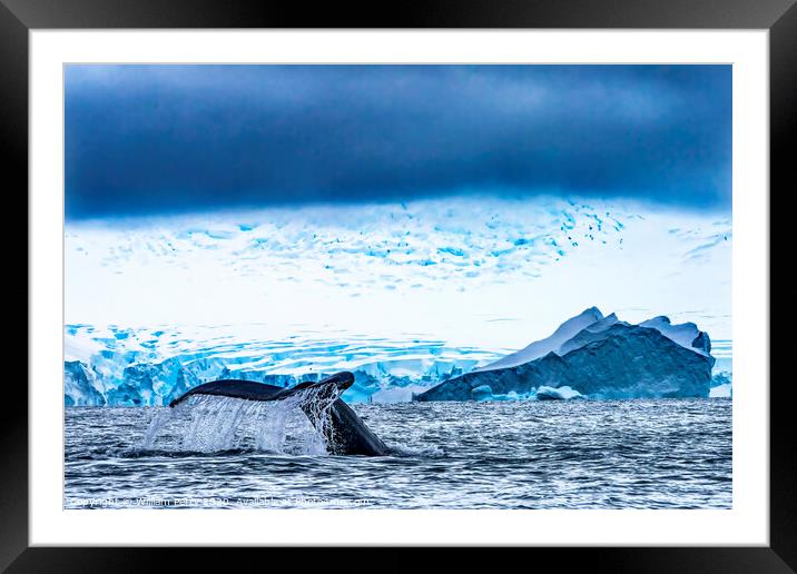 Humpback Whale Tail Water Charlotte Harbor Antarctica Framed Mounted Print by William Perry