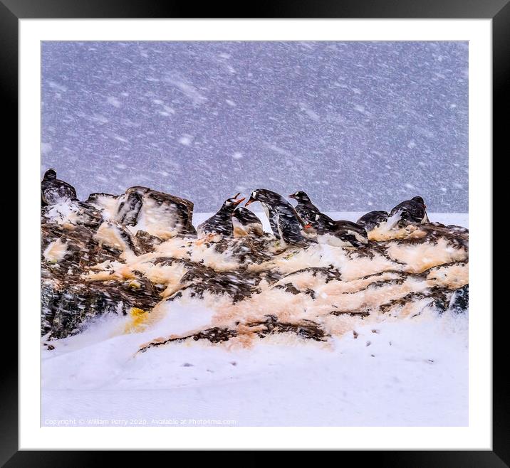 Snowing Gentoo Penguins Rookery Mikkelsen Harbor Antarctica Framed Mounted Print by William Perry