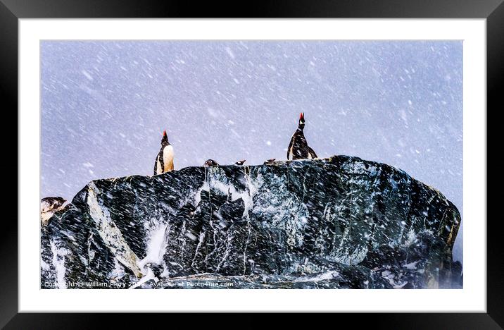 Snowing Gentoo Penguins Crying Rookery Mikkelsen Harbor Antarctica Framed Mounted Print by William Perry
