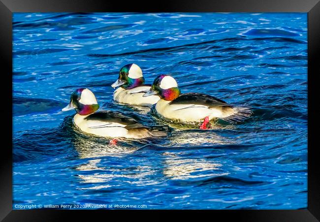 Bufflehead Ducks Lake Washington Bellevue Framed Print by William Perry