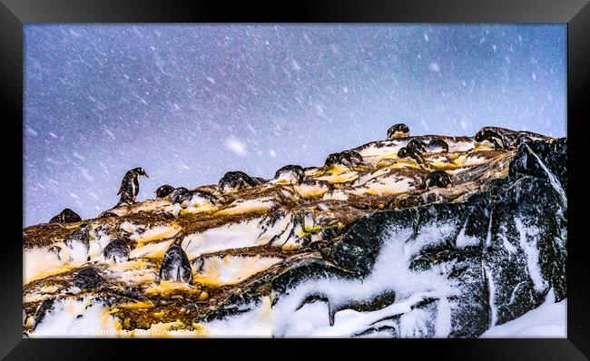 Snowing Gentoo Penguins Rookery Mikkelsen Harbor Antarctica Framed Print by William Perry