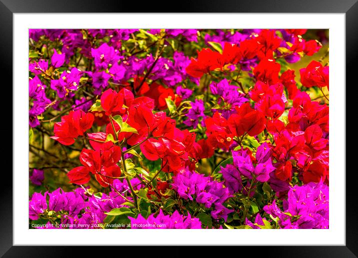 Red Pink Bougainvillea Los Cabos Mexico Framed Mounted Print by William Perry