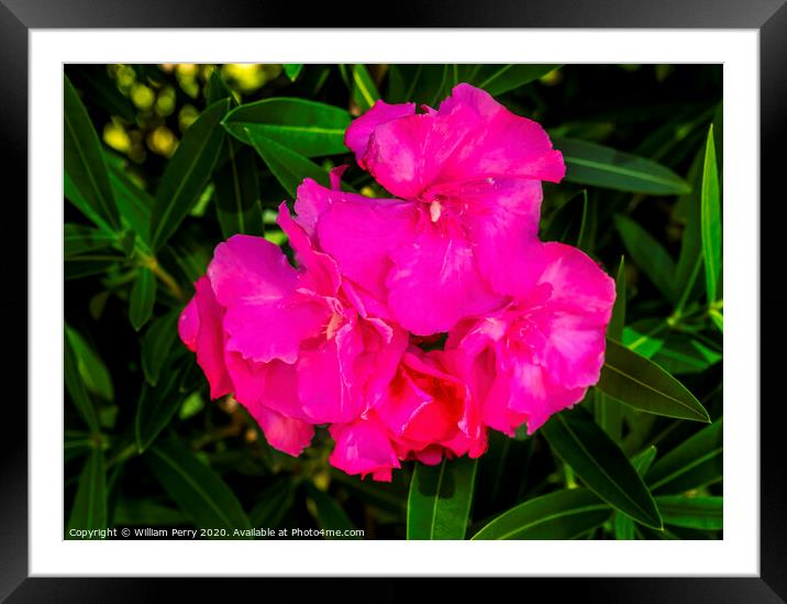 Pink Nerium Oleander Los Cabos Mexico Framed Mounted Print by William Perry