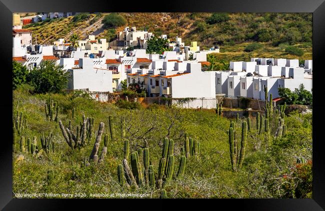 Mexican Village Cardon Cactus Sonoran Desert  Baja Los Cabos Mexico Framed Print by William Perry