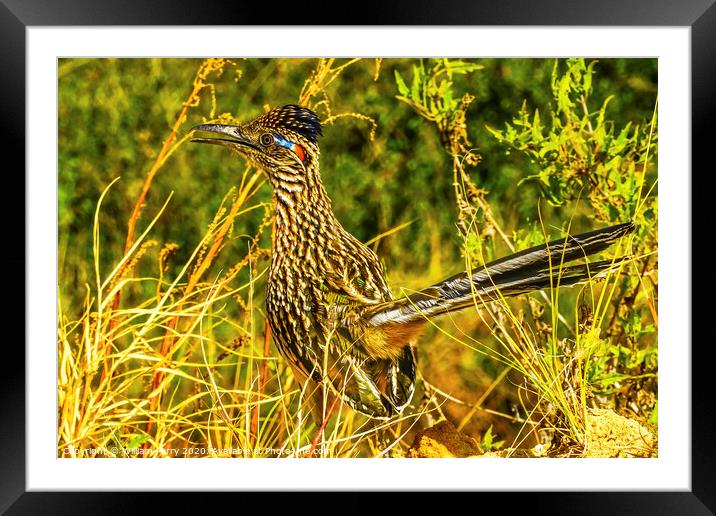 Colorful Greater Roadrunner Sonoran Desert  Baja Los Cabos Mexico Framed Mounted Print by William Perry