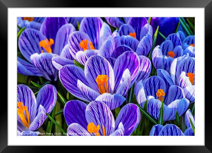 Blue White Purple Crocuses Blossoms Blooming Macro Washington Framed Mounted Print by William Perry