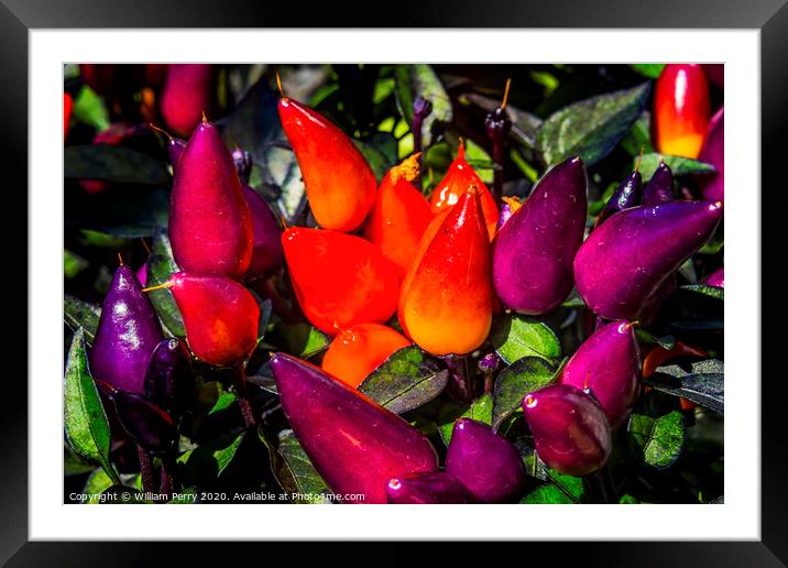 Colorful Orange Purple Peppers Macro Framed Mounted Print by William Perry