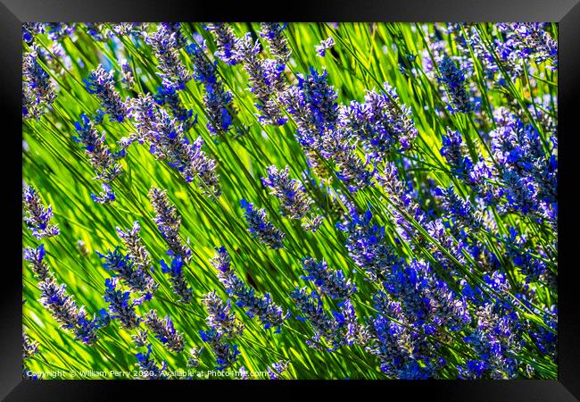 Purple Lavendar Blossoms Blooming Macro Washington  Framed Print by William Perry