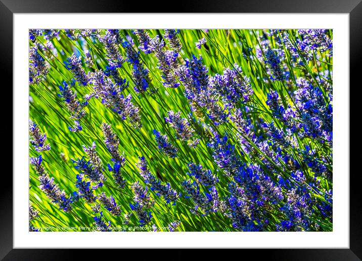 Purple Lavendar Blossoms Blooming Macro Washington  Framed Mounted Print by William Perry
