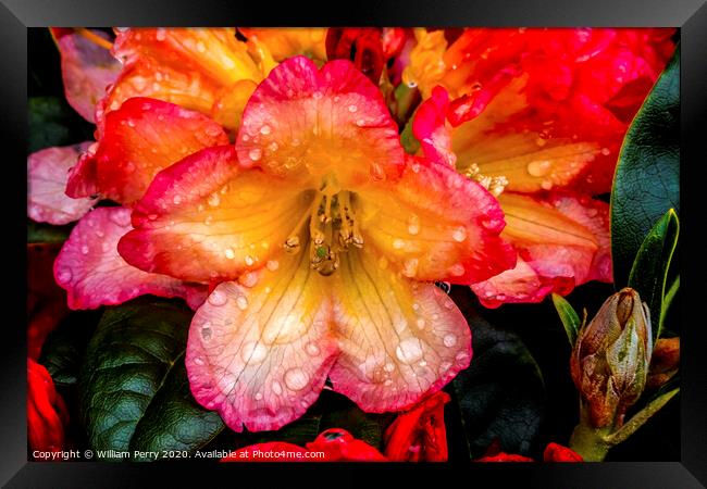 Pink Orange Peach Rhododendron Blooming Macro Framed Print by William Perry