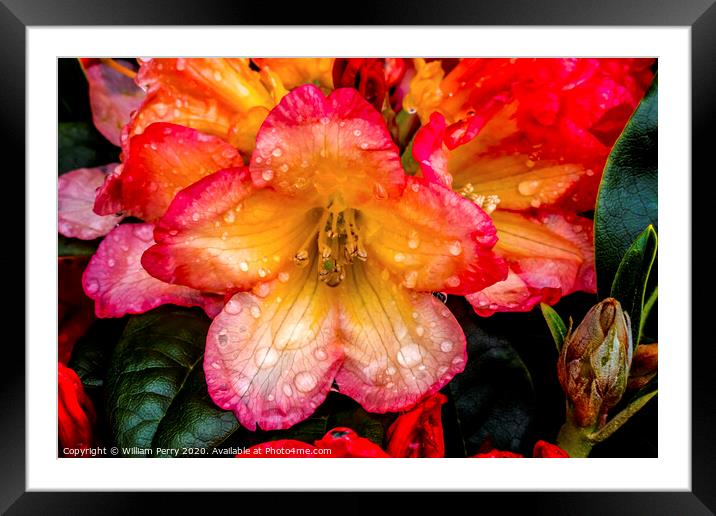 Pink Orange Peach Rhododendron Blooming Macro Framed Mounted Print by William Perry
