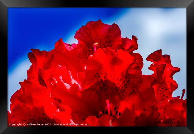 Red Rhododendron Blooming Macro Framed Print by William Perry