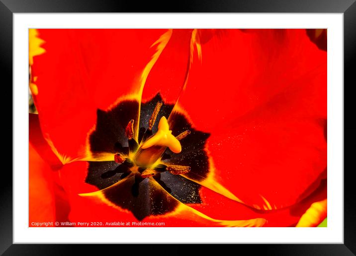 Red Yellow Banja Luka Tulip Blooming Macro Framed Mounted Print by William Perry