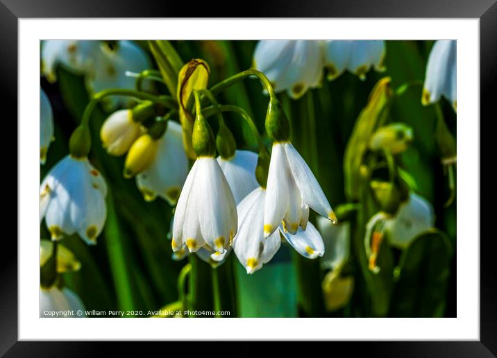 White Loddon Lily Blooming Macro Framed Mounted Print by William Perry