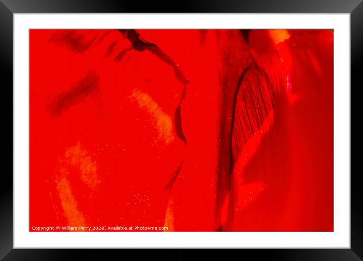 Red Yellow Banja Luka Tulip Petals Close Blooming Macro Framed Mounted Print by William Perry