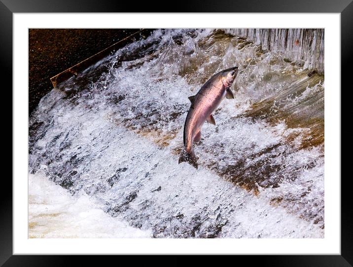 Chinook Coho Salmon Jumping Issaquah Hatchery Washington State Framed Mounted Print by William Perry