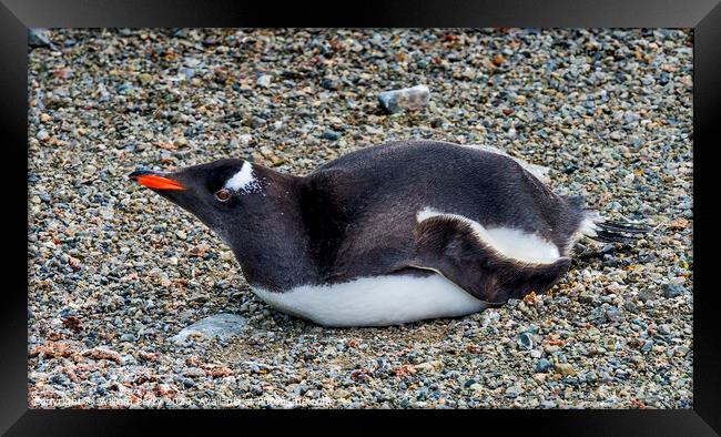 Gentoo Penguin Damoy Point Antarctica Framed Print by William Perry