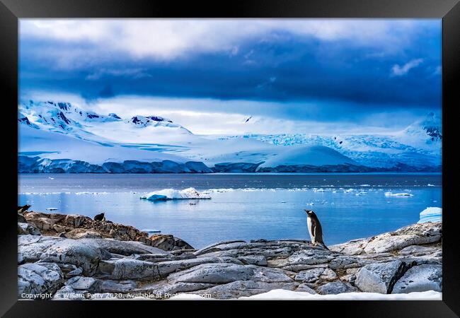 Snow Mountains Bay Gentoo Penguins Rookery Damoy Point Antarctic Framed Print by William Perry