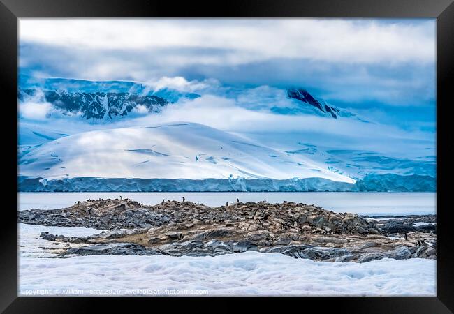 Gentoo Penguins Rookery Damoy Point Antarctica Framed Print by William Perry