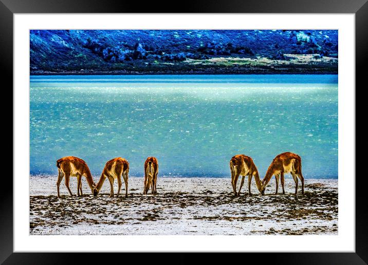 Atacama Salt Flats Wild Guanacos Torres del Paine  Framed Mounted Print by William Perry