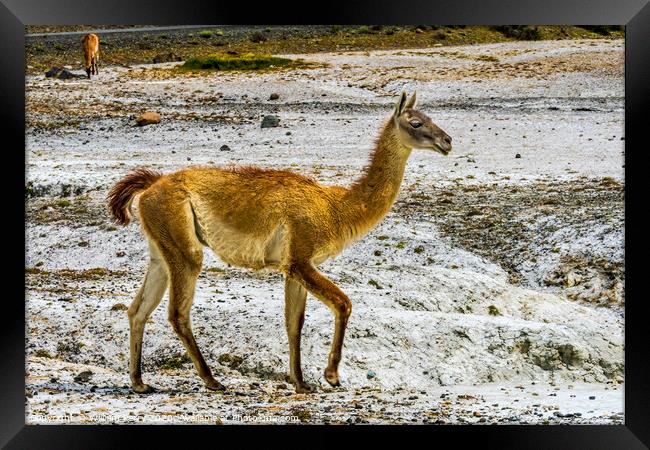 Guanaco Wild Lama Torres del Paine National Park C Framed Print by William Perry