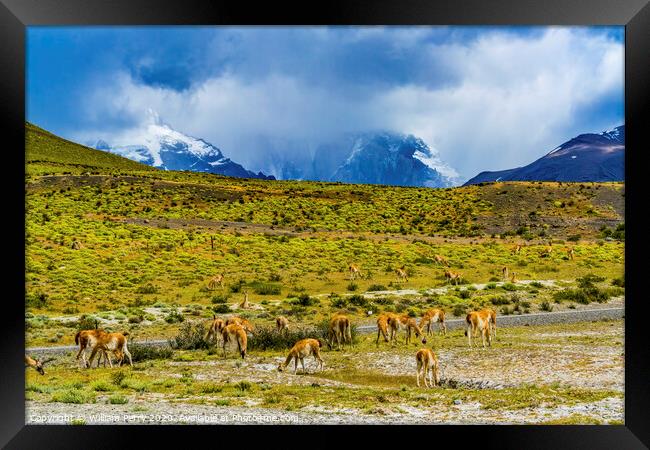 Guanacos Wild Lamas Torres del Paine National Park Framed Print by William Perry