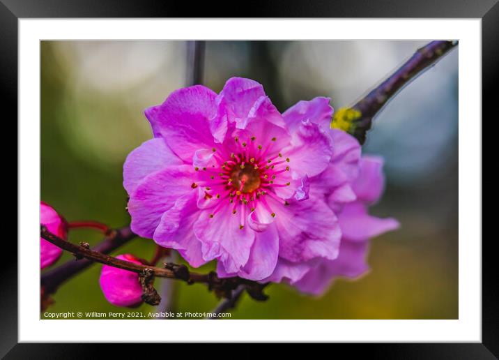 Pink Peach Blossom Blooming Macro Washington Framed Mounted Print by William Perry