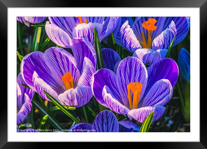Purple White Crocuses Blossoms Blooming Macro Washington Framed Mounted Print by William Perry