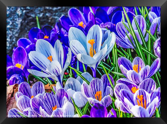 Blue Purple White Crocuses Blossom Blooming Macro Washington Framed Print by William Perry
