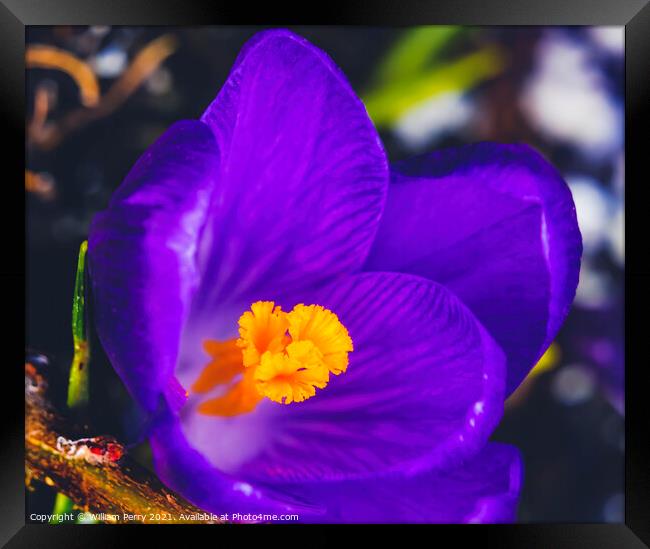 Blue Purple Crocus Blossom Blooming Macro Washington Framed Print by William Perry