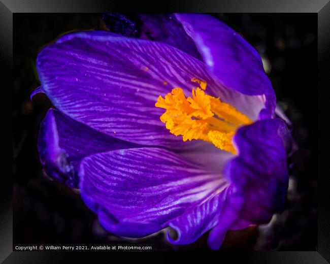 Blue Purple Crocus Blossom Blooming Macro Washington Framed Print by William Perry