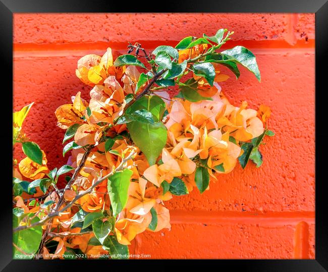 Orange Bougainvillea Wall Mexico City Mexico Framed Print by William Perry