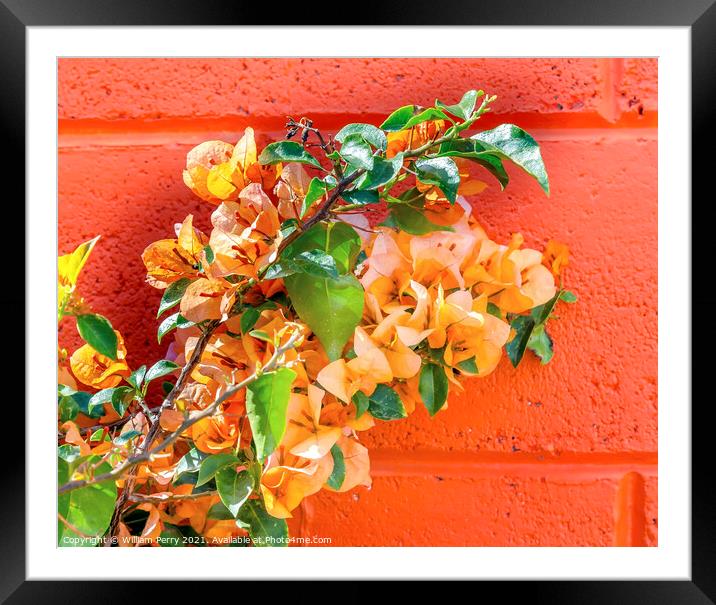 Orange Bougainvillea Wall Mexico City Mexico Framed Mounted Print by William Perry