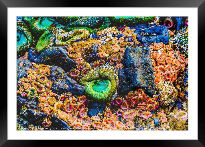 Colorful Anemones Low Tide Pools Canon Beach Oregon Framed Mounted Print by William Perry