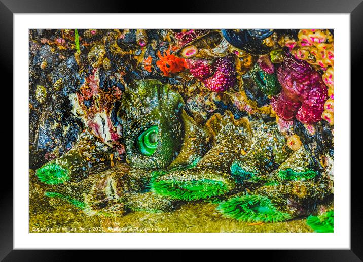 Colorful Green Anemones Low Tide Pools Canon Beach Oregon Framed Mounted Print by William Perry