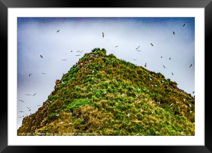 Colorful Sea Birds Top Haystack Rock Canon Beach Oregon Framed Mounted Print by William Perry