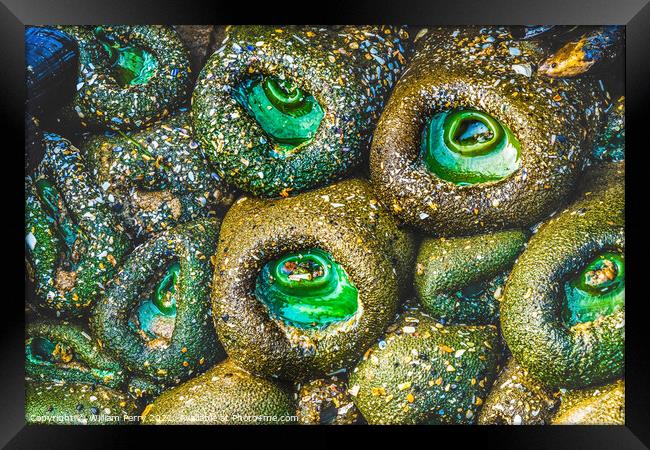 Colorful Green Anemones Low Tide Pools Canon Beach Oregon Framed Print by William Perry