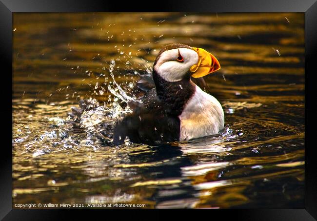 Horned Puffin Spashing with Reflections Alaska Framed Print by William Perry