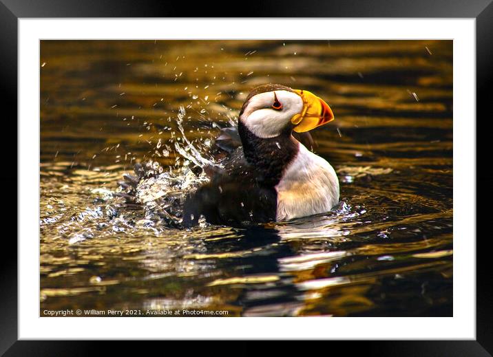 Horned Puffin Spashing with Reflections Alaska Framed Mounted Print by William Perry