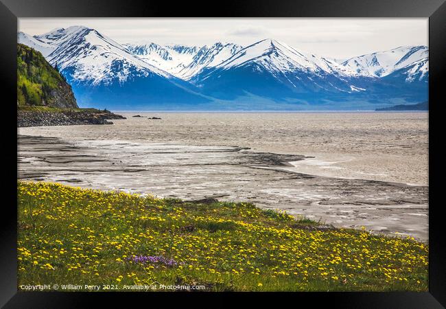 Snow Mountains Yellow Flowers Ocean Seward Highway Anchorage Ala Framed Print by William Perry
