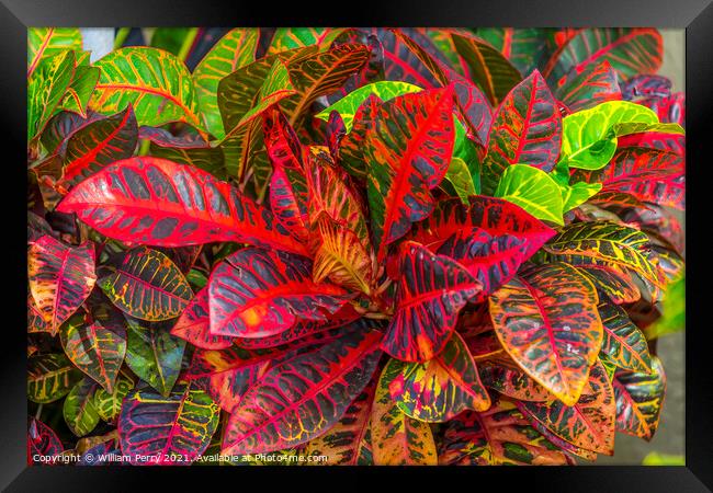 Red Green Fire Croton Moorea Tahiti Framed Print by William Perry