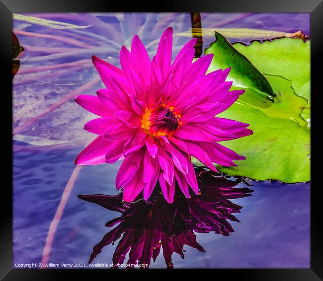 Pink Purple Yellow Siam Water Lily Moorea Tahiti Framed Print by William Perry