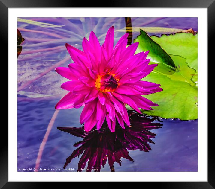Pink Purple Yellow Siam Water Lily Moorea Tahiti Framed Mounted Print by William Perry