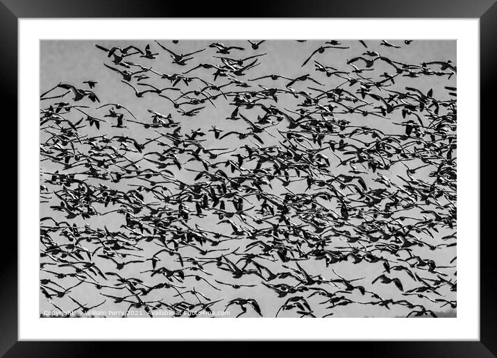 Thousands Snow Geese Flying Skagit Valley Washington Framed Mounted Print by William Perry