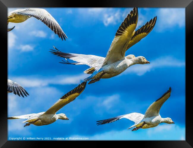 Snow Geese Flying Skagit Valley Washington Framed Print by William Perry
